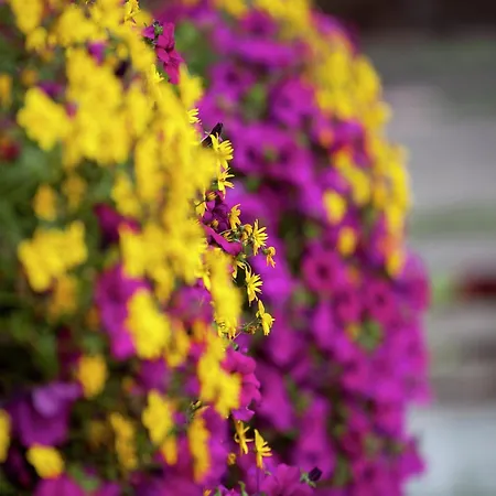 Alluring With Swimming Pool In Tyrol 公寓 瓦德林